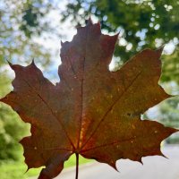 Лист :: Анна Камс