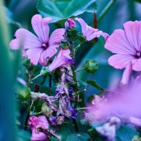 утреннее сияние :: Александр Леонов