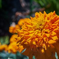 Бархатцы :: Александр Леонов