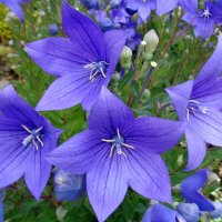 Колокольчики :: Наталья 