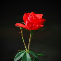 Роза сентября. :: Владимир 