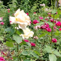 Розы на улицах Самары :: Надежда Розы на улицах Самары :: Надежда