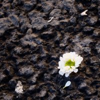 грусть :: Михаил *******