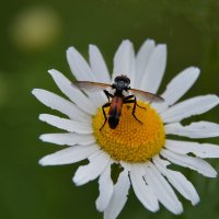 *** :: Надежда Куркина 