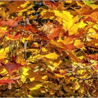 Сентябрь... :: Aquarius - Сергей