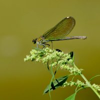 опять про стрекоз 8 :: Александр Прокудин опять про стрекоз 8 :: Александр Прокудин