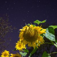 на фоне звезд :: Алексей Чигвинцев