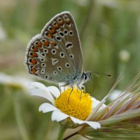 раз- ромашка, два- ромашка... :: Константин Штарк