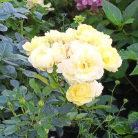 Розы :: Сапсан 