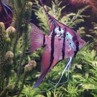 Скалярия - Москвариум на ВДНХ :: <<< Наташа >>> Скалярия - Москвариум на ВДНХ :: <<< Наташа >>>