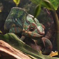 Хамелеон - Москвариум на ВДНХ :: <<< Наташа >>>