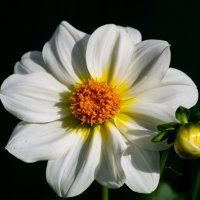 *** :: Виктор Иванович Чернюк