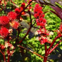 Цветущая клещевина :: Aida10 Цветущая клещевина :: Aida10