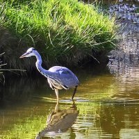 Серая цапля :: Nina Streapan