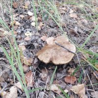 Спрятался... :: Андрей Хлопонин