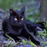 Уголёк отдыхает в тенёчке ... :: Евгений Хвальчев