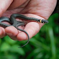 Ужик :: Лина 