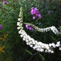 Клопогон зацвёл :: Людмила Смородинская