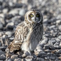 сова болотная - слеток. :: юрий макаров