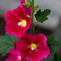 Мальва (шток-роза) :: Светлана Ищенко