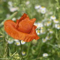 Мак - огненный цветок :: Светлана Ищенко