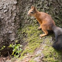 Белочка. :: Виктор Евстратов Белочка. :: Виктор Евстратов