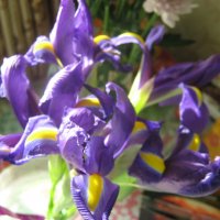 Ирис :: Елена Семигина