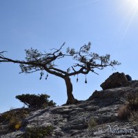 Природа Крыма :: Amazing Cosmea Природа Крыма :: Amazing Cosmea