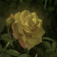 Жёлтая роза :: Валентин Семчишин Жёлтая роза :: Валентин Семчишин