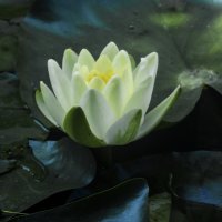 Белая   лилия :: Валентин Семчишин