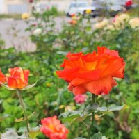 ,,, :: Сергей Тимоновский