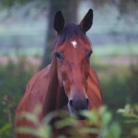 Она :: liudmila drake Она :: liudmila drake