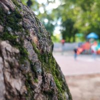 старый морщинистый  вяз :: Артём 