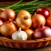 Со Всероссийским Днём лука! :-) :: Андрей Заломленков