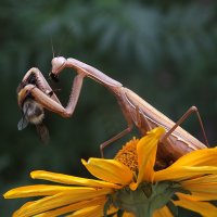 ** :: Зоя Мишина ** :: Зоя Мишина