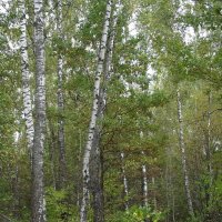 Сентябрьский лес :: Freddy 97