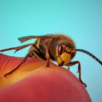 *** :: Владимир 