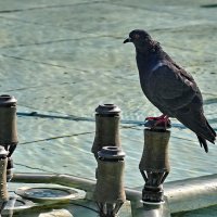 Сезон закончен... :: Николай Саржанов