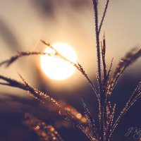 *** :: Елена Kазак (selena1965) *** :: Елена Kазак (selena1965)