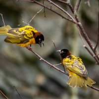 Про птичек... :: Николай Гирш