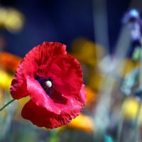 мак :: Михаил Бибичков