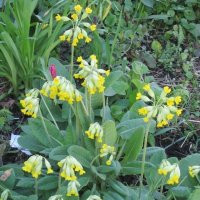 Первоцвет весенний :: Дмитрий Никитин