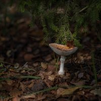 Осень пришла.... :: Sergey (Apg)