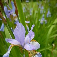 Ирисы. :: Лилия *