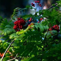 Рябина :: Марина Никулина