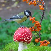 Мухомор и Большая синица :: Ольга Митрофанова Мухомор и Большая синица :: Ольга Митрофанова