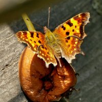 из сегодняшней съёмки 3 :: Александр Прокудин из сегодняшней съёмки 3 :: Александр Прокудин