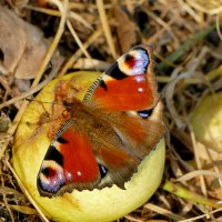 из сегодняшней съёмки 5 :: Александр Прокудин