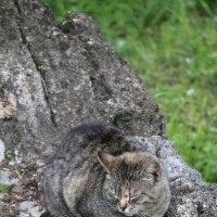 Тихий час :: Наталья Герасимова