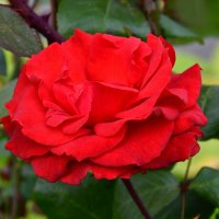 Роза сентября. :: Милешкин Владимир Алексеевич Роза сентября. :: Милешкин Владимир Алексеевич